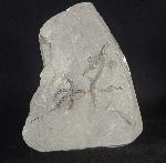 Ophiura sp. LAMARCK 1801 - Bild © FossNet FossilienStore